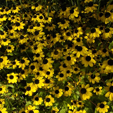 Rudbeckia triloba