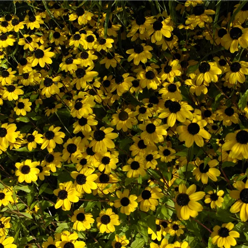 Rudbeckia triloba