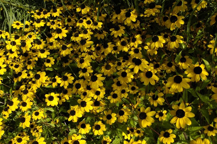 Rudbeckia triloba