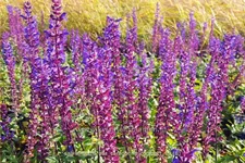 Salvia nemorosa 'Caradonna Compact'®