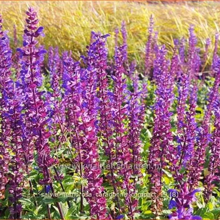 Salvia nemorosa 'Caradonna Compact'®