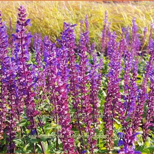 Salvia nemorosa 'Caradonna Compact'®