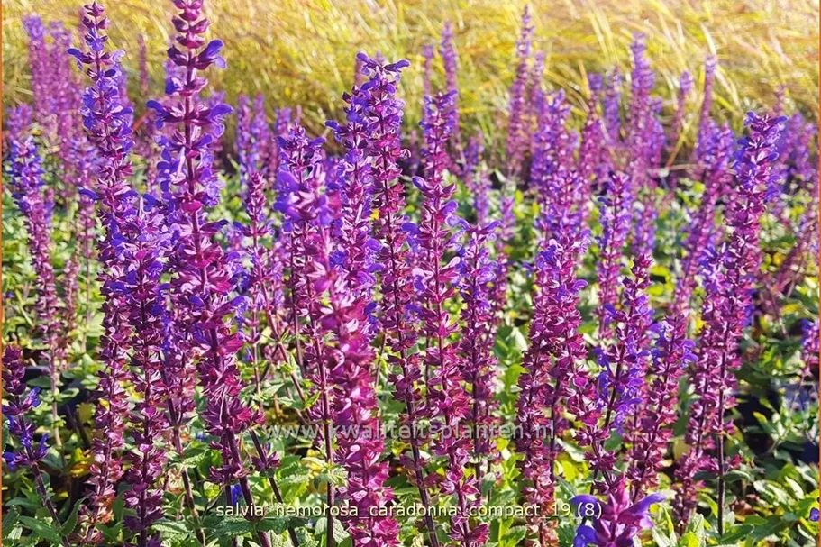 Salvia nemorosa 'Caradonna Compact'®