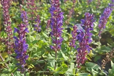 Salvia nemorosa 'Caradonna Compact'®