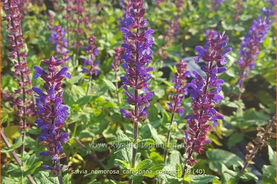 Salvia nemorosa 'Caradonna Compact'®