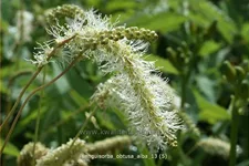 Sanguisorba obtusa 'Alba'