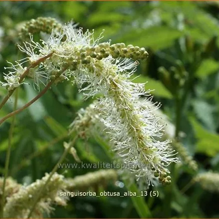 Sanguisorba obtusa 'Alba'