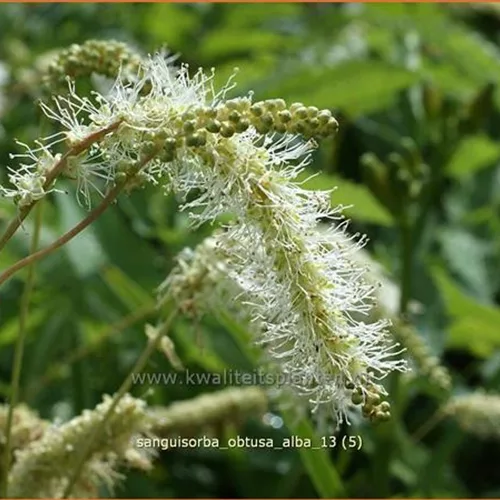 Sanguisorba obtusa 'Alba'