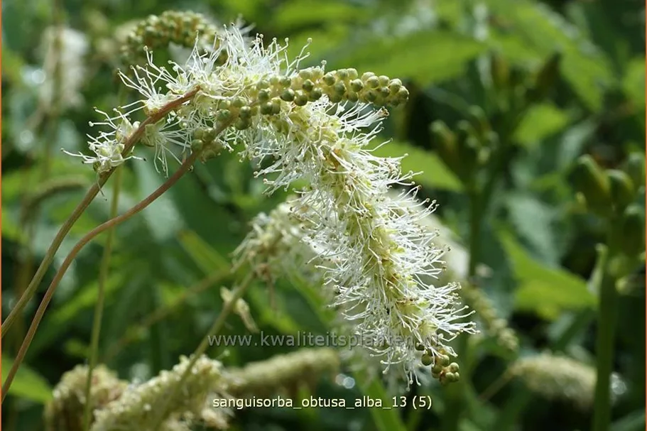 Sanguisorba obtusa 'Alba'