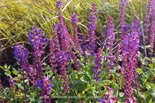 Salvia nemorosa 'Caradonna Compact'®