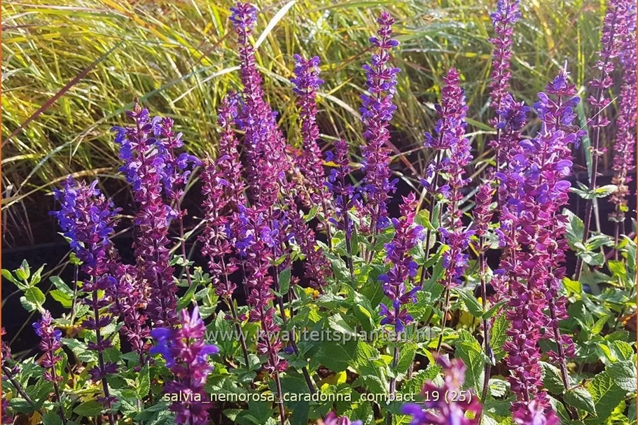 Salvia nemorosa 'Caradonna Compact'®