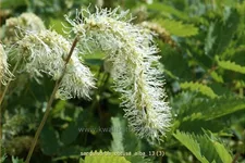 Sanguisorba obtusa 'Alba'