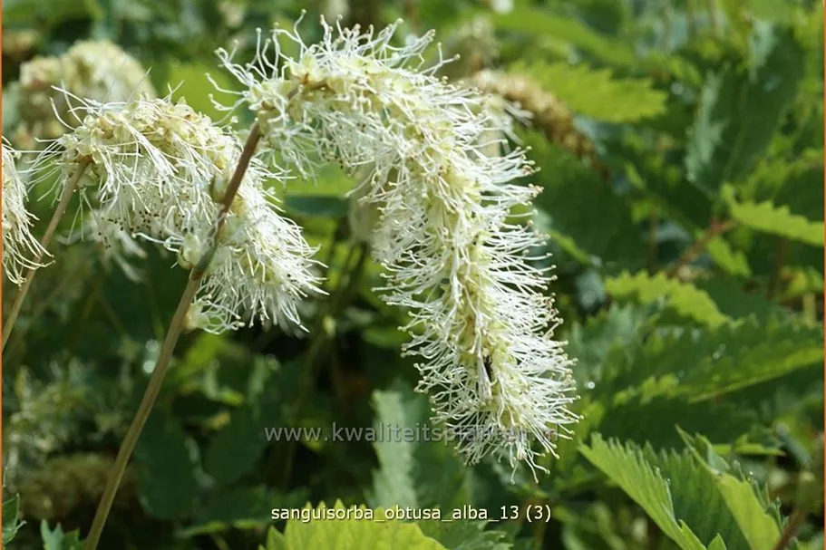 Sanguisorba obtusa 'Alba'