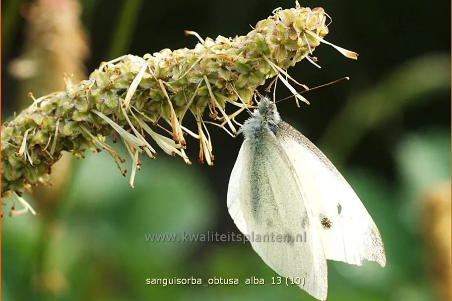 Sanguisorba obtusa 'Alba'