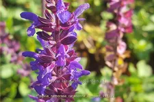 Salvia nemorosa 'Caradonna Compact'®