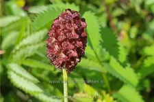 Sanguisorba officinalis