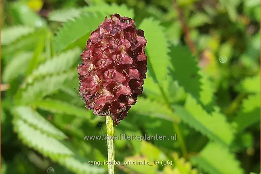 Sanguisorba officinalis