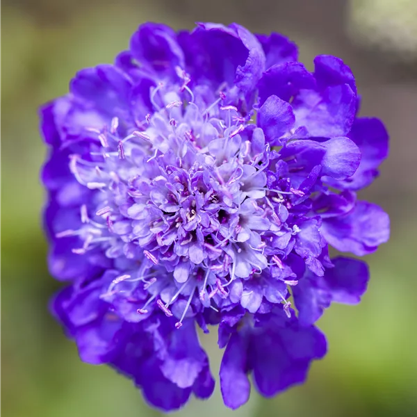 Scabiosa columbaria