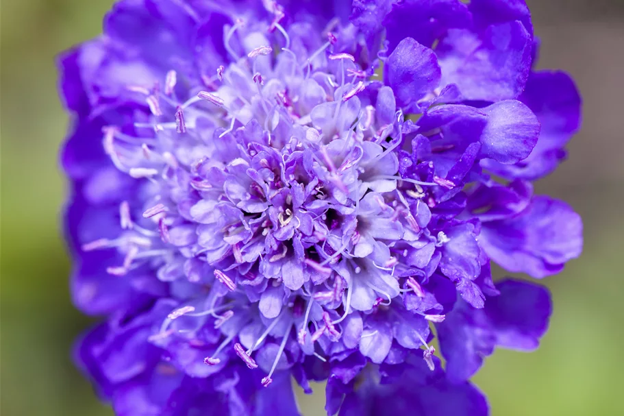 Scabiosa columbaria