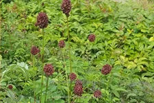 Sanguisorba officinalis