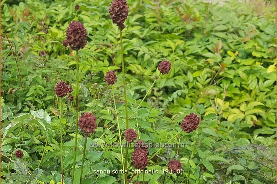 Sanguisorba officinalis