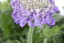 Scabiosa columbaria