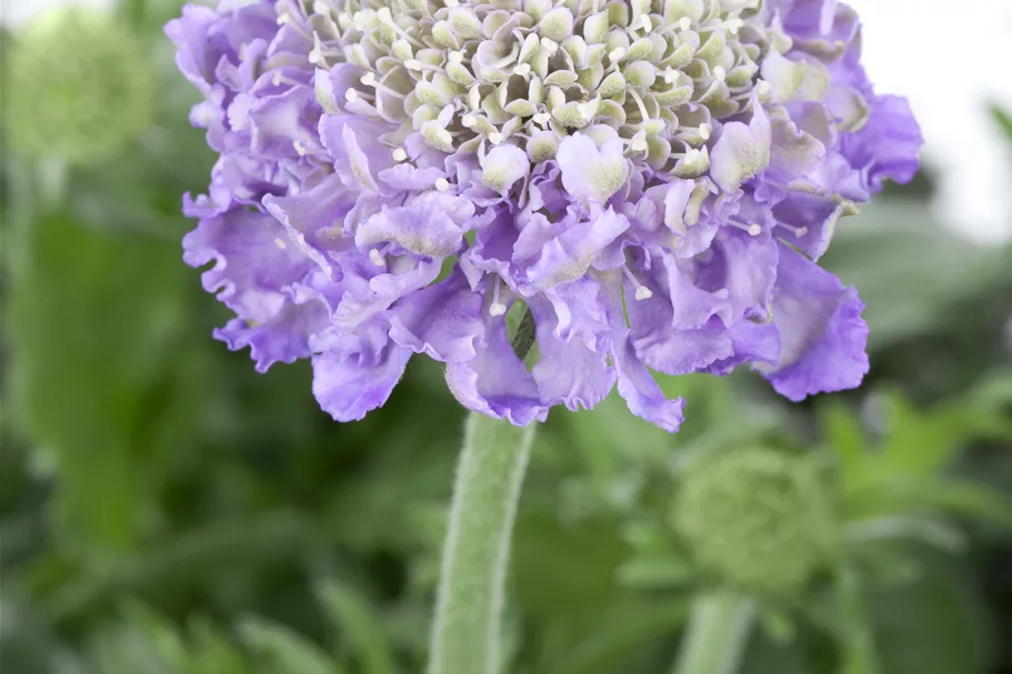 Scabiosa columbaria