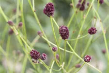 Sanguisorba officinalis