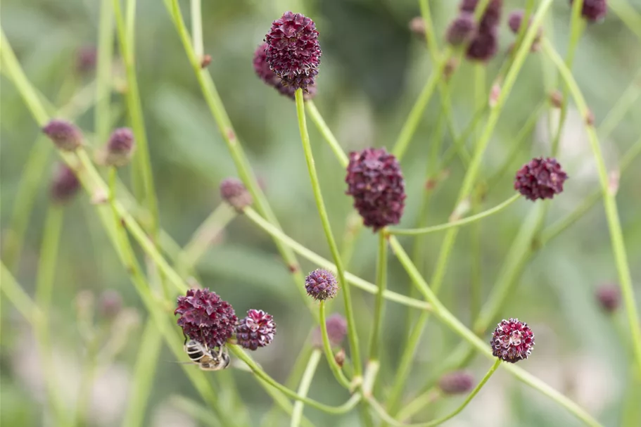 Sanguisorba officinalis