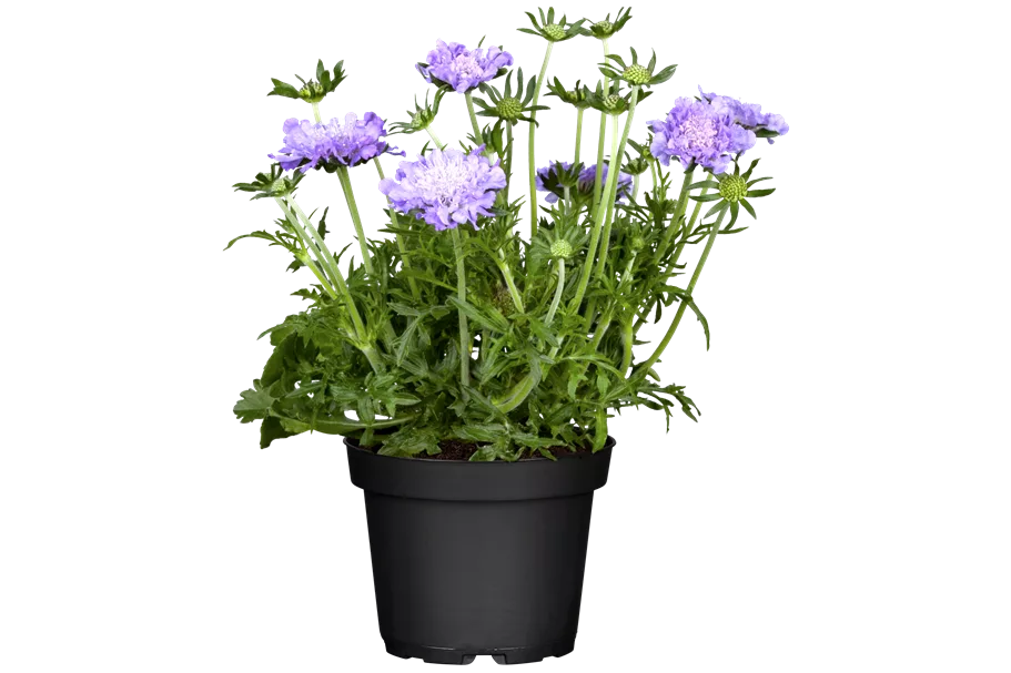 Scabiosa columbaria