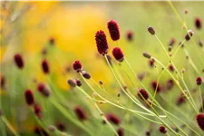 Sanguisorba officinalis 'Red Thunder'