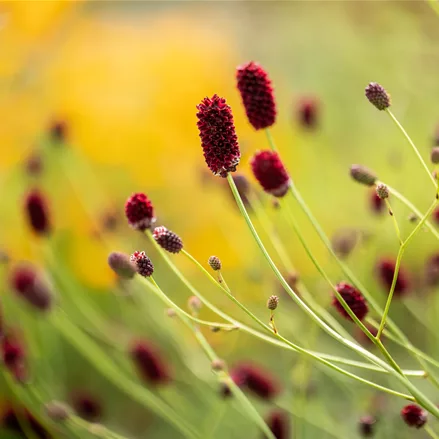 Sanguisorba officinalis 'Red Thunder'