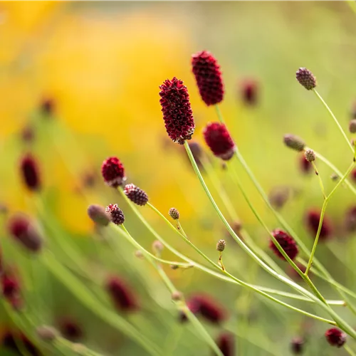 Sanguisorba officinalis 'Red Thunder'