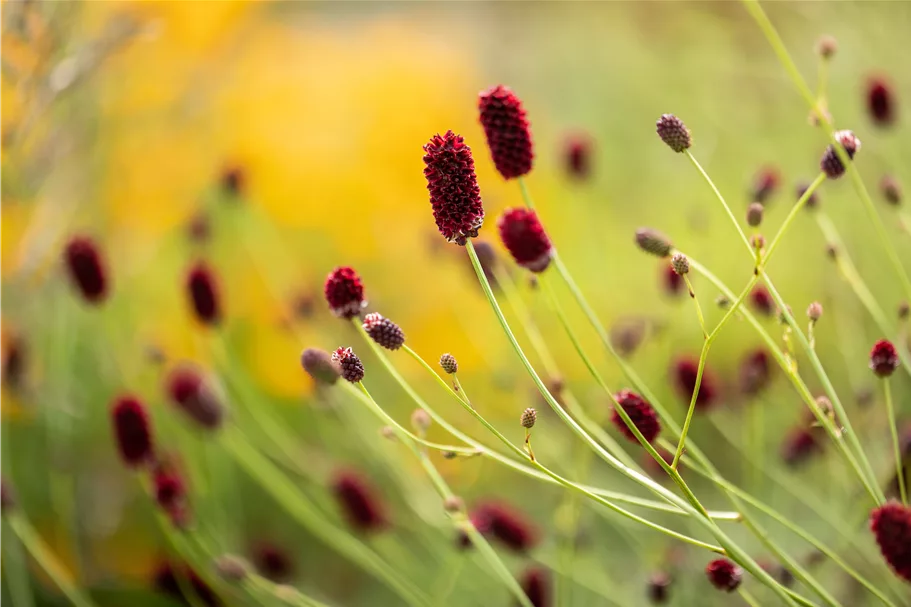 Sanguisorba officinalis 'Red Thunder'