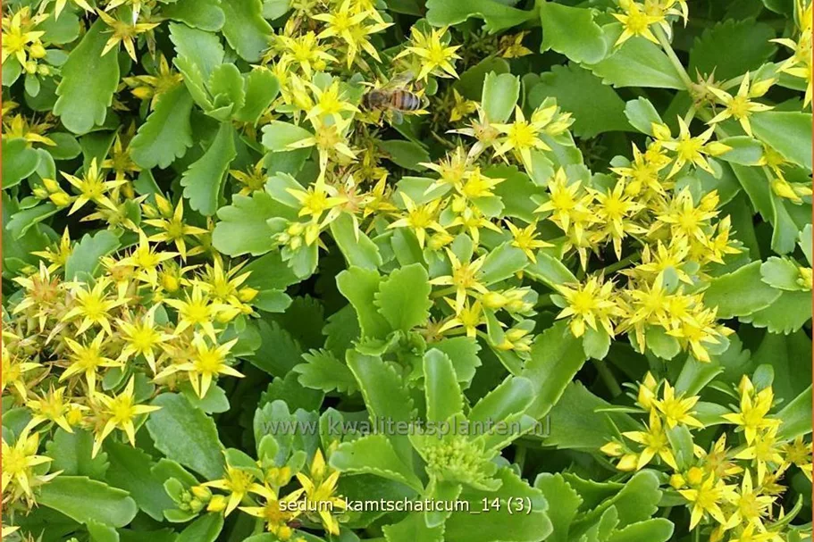 Sedum kamtschaticum