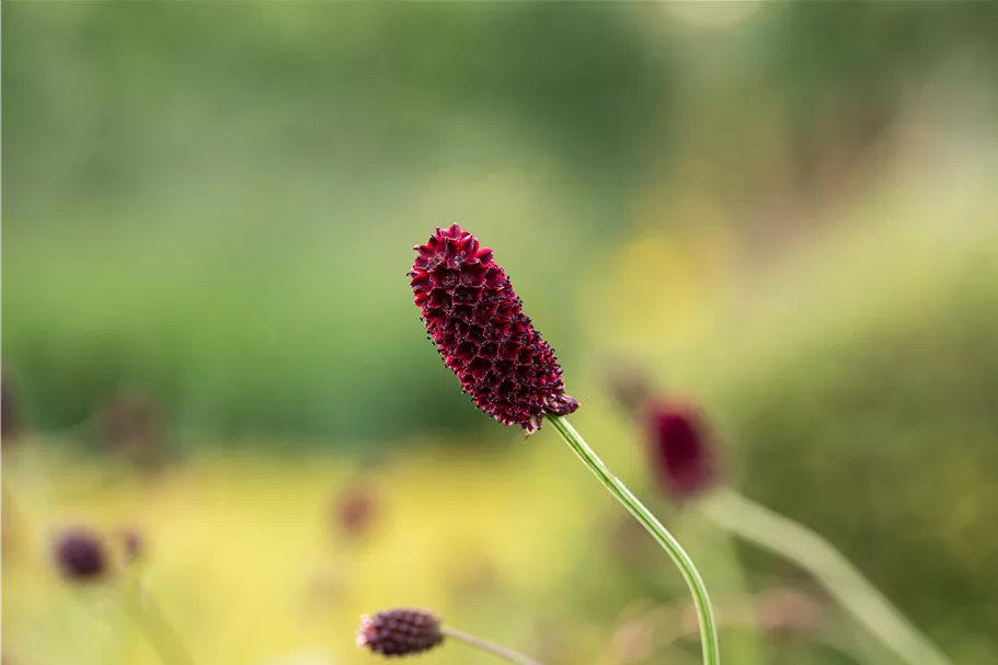 Sanguisorba officinalis