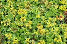 Sedum kamtschaticum