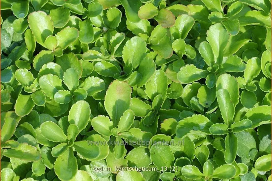 Sedum kamtschaticum