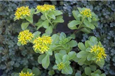 Sedum kamtschaticum