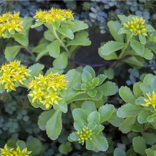 Sedum kamtschaticum