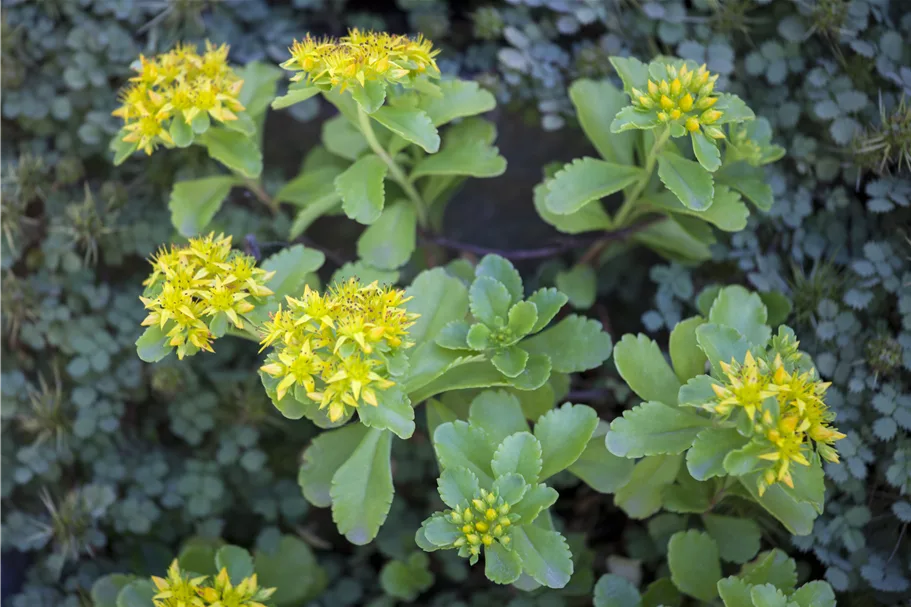 Sedum kamtschaticum