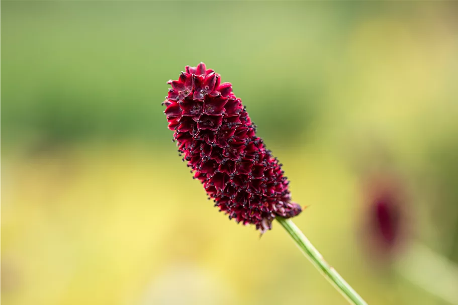 Sanguisorba officinalis