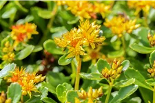 Sedum kamtschaticum