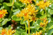 Sedum kamtschaticum