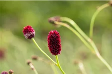 Sanguisorba officinalis