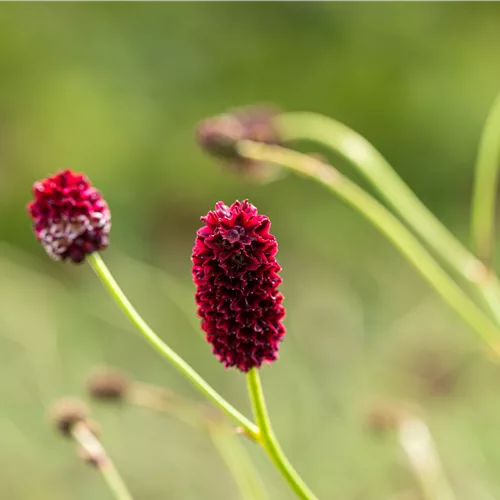 Sanguisorba officinalis