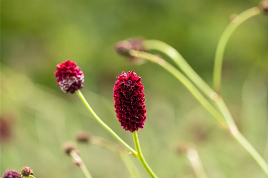 Sanguisorba officinalis