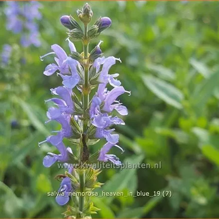 Salvia nemorosa 'Heaven in Blue'