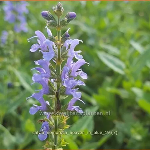 Salvia nemorosa 'Heaven in Blue'