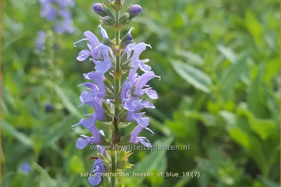 Salvia nemorosa 'Heaven in Blue'